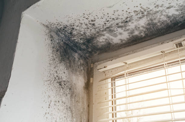 Affordable Basement Mold Removal solutions in Jersey City, NJ